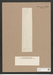 Pleurosigma sp. (de-Toni-Nr.: Genus 13) Zeichnungen Sammlung Grunow Nr. 2176 (NHMW-BOT-W0369240)